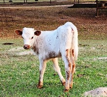 roosevelt and gorgeous heifer