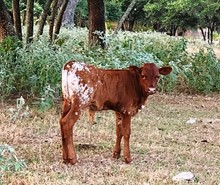 Roosevelt ECR and CR Let Freedom Ring bull