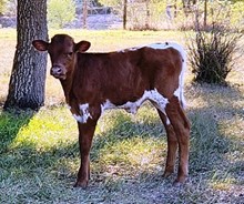Roosevelt & Freckles bull 