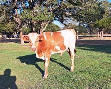 CASANOVA AND POINSETTIA BULL