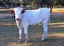 CASANOVA AND JAWGA PEACH HEIFER