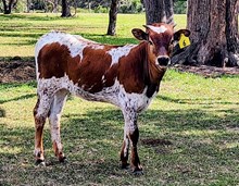 CR S'pose I'm Thankful