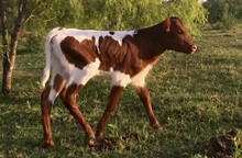 Cinnamon Stick's heifer