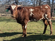 LRR Reckon She’s Gorgeous