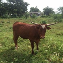 TEXAS RED