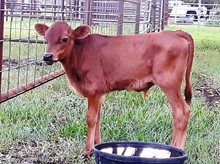 Burning's bull calf