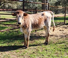 CR Glitter's Miz Rizz