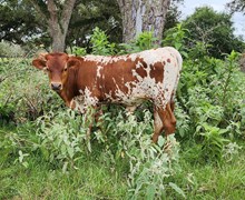 Roosevelt ECR x Jawga Peach