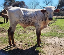 CR Give Me Some Rizzpect