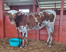 CR S'pose I'm Special