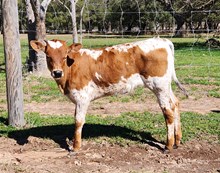 CR S'pose I'm Thankful